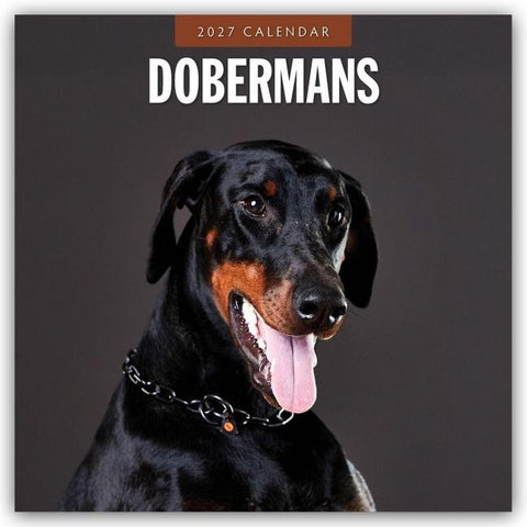 Dobermans – Dobermann 2027 – 16-Monatskalender