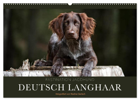 Faszination Jagdhund - Deutsch Langhaar (Wandkalender 2026 DIN A2 quer), CALVENDO Monatskalender