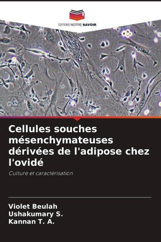 Cellules souches mésenchymateuses dérivées de l'adipose chez l'ovidé