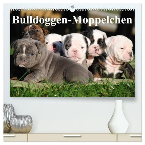 Bulldoggen-Moppelchen (hochwertiger Premium Wandkalender 2026 DIN A2 quer), Kunstdruck in Hochglanz