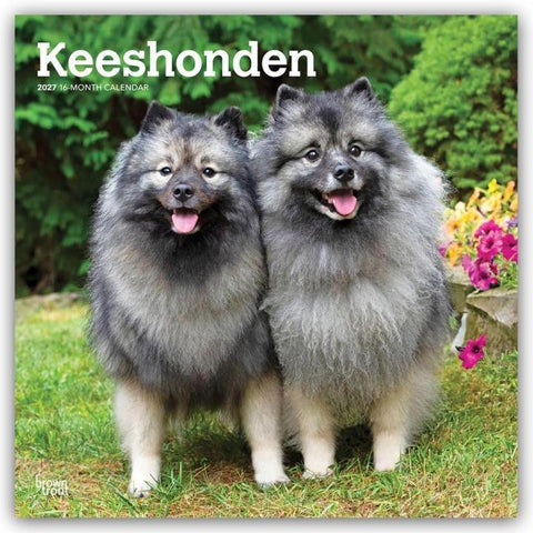 Keeshonden – Wolfsspitz 2027 – 16-Monatskalender