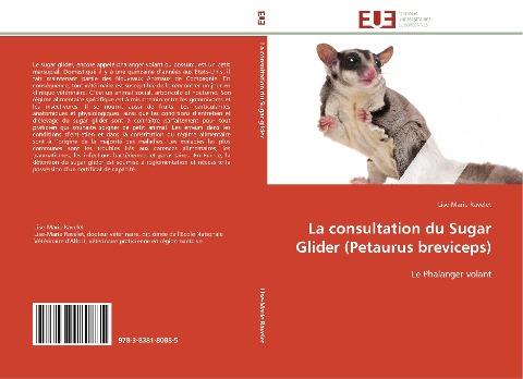 La consultation du Sugar Glider (Petaurus breviceps)