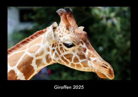 Giraffen 2025 Fotokalender DIN A3
