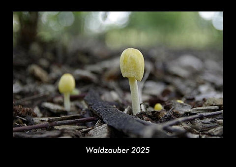 Waldzauber 2025 Fotokalender DIN A3