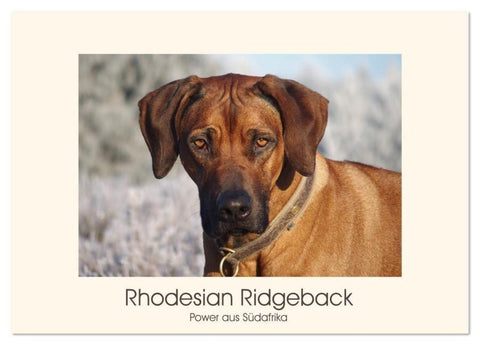 Rhodesian Ridgeback Power aus Südafrika (Tischkalender 2026 DIN A5 quer), CALVENDO Monatskalender