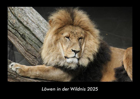 Löwen in der Wildnis 2025 Fotokalender DIN A3