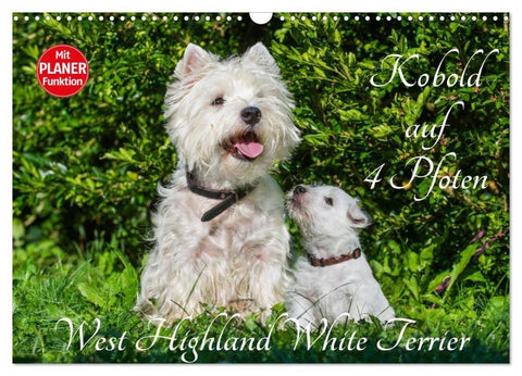 Kobold auf 4 Pfoten - West Highland White Terrier (Wandkalender 2026 DIN A3 quer), CALVENDO Monatskalender