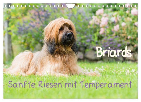Briards - sanfte Riesen mit Temperament (Wandkalender 2026 DIN A4 quer), CALVENDO Monatskalender