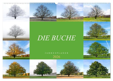 Die Buche: Jahresplaner 2026 (Wandkalender 2026 DIN A2 quer), CALVENDO Monatskalender