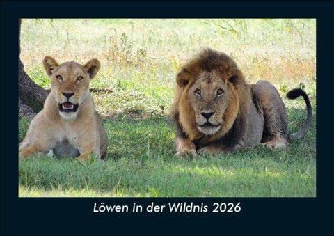 Löwen in der Wildnis 2026 Fotokalender DIN A5
