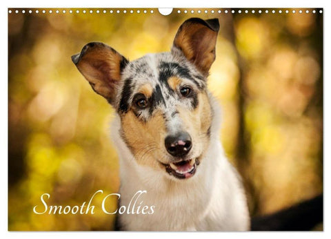 Smooth Collies (Wandkalender 2026 DIN A3 quer), CALVENDO Monatskalender