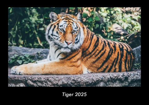 Tiger 2025 Fotokalender DIN A3