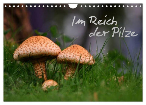 Im Reich der Pilze (Wandkalender 2026 DIN A4 quer), CALVENDO Monatskalender
