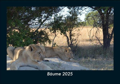 Bäume 2025 Fotokalender DIN A5
