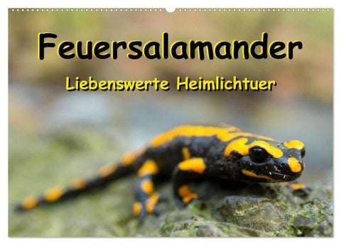 Feuersalamander - Liebenswerte Heimlichtuer (Wandkalender 2026 DIN A2 quer), CALVENDO Monatskalender