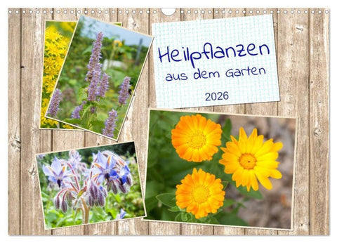 Heilpflanzen aus dem Garten (Wandkalender 2026 DIN A3 quer), CALVENDO Monatskalender