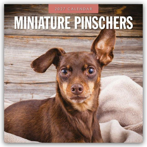 Miniature Pinschers – Zwergpinscher – Rehpinscher 2027 – 16-Monatskalender