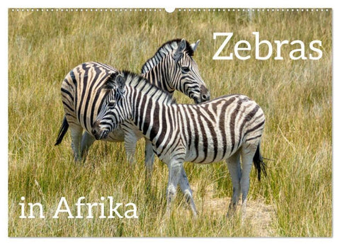 Zebras in Afrika (Wandkalender 2026 DIN A2 quer), CALVENDO Monatskalender