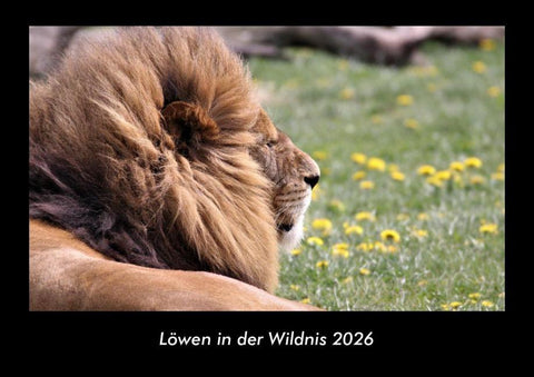Löwen in der Wildnis 2026 Fotokalender DIN A3
