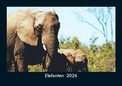Elefanten  2026 Fotokalender DIN A5
