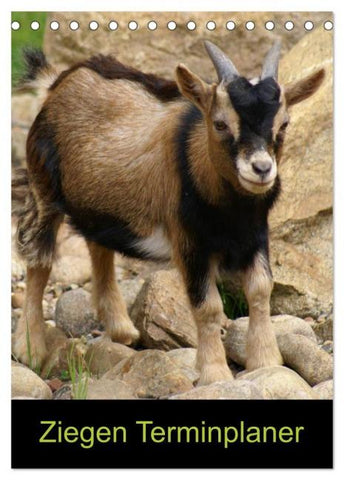 Ziegen Terminplaner (Tischkalender 2026 DIN A5 hoch), CALVENDO Monatskalender