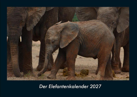 Der Elefantenkalender 2027 Fotokalender DIN A4