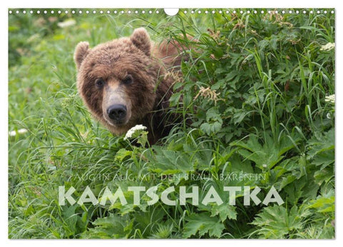 Aug in Aug mit den Braunbären in Kamtschatka (Wandkalender 2026 DIN A3 quer), CALVENDO Monatskalender