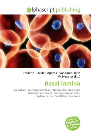 Basal lamina