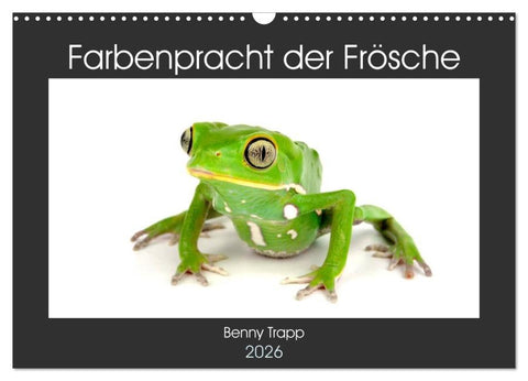 Farbenpracht der Frösche (Wandkalender 2026 DIN A3 quer), CALVENDO Monatskalender