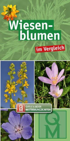 Wiesenblumen im Vergleich