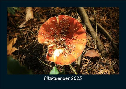 Pilzkalender 2025 Fotokalender DIN A5