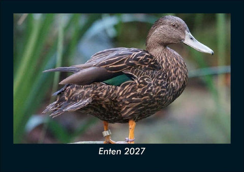 Enten 2027 Fotokalender DIN A5