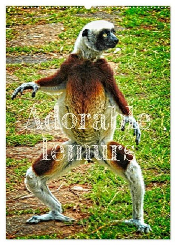 Adorable lemurs (Wall Calendar 2026 DIN A2 portrait), CALVENDO 12 Month Wall Calendar