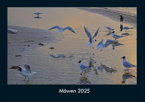 Möwen 2025 Fotokalender DIN A4
