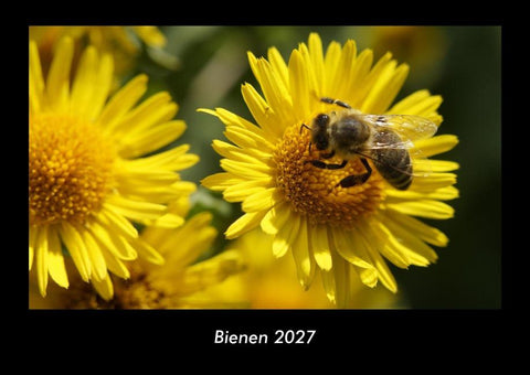 Bienen 2027 Fotokalender DIN A3