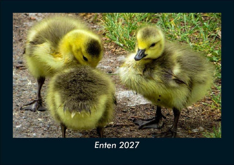 Enten 2027 Fotokalender DIN A5