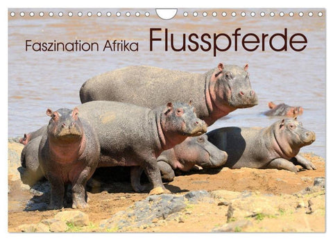 Faszination Afrika: Flusspferde (Wandkalender 2026 DIN A4 quer), CALVENDO Monatskalender