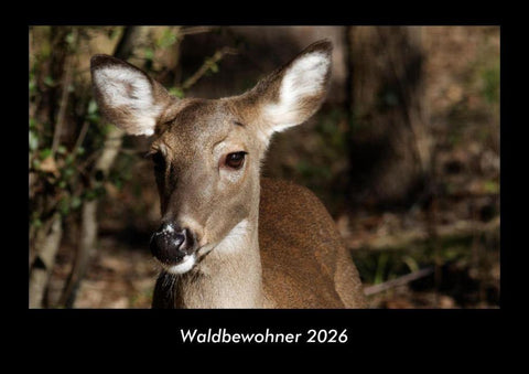 Waldbewohner 2026 Fotokalender DIN A3