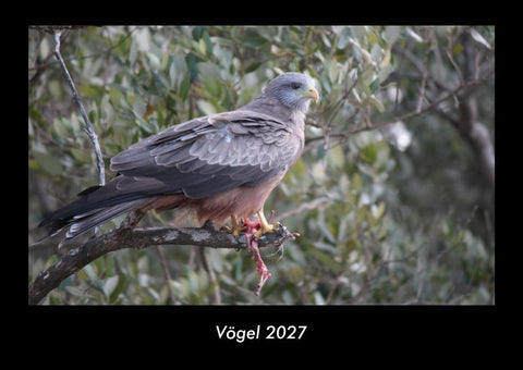 Vögel 2027 Fotokalender DIN A3