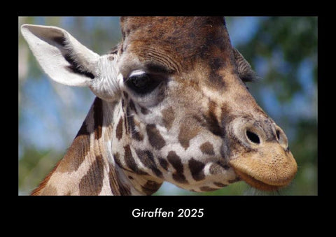 Giraffen 2025 Fotokalender DIN A3