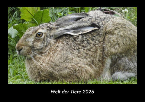 Welt der Tiere 2026 Fotokalender DIN A3