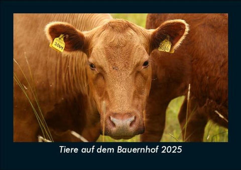 Tiere auf dem Bauernhof 2025 Fotokalender DIN A5