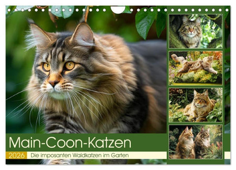 Main-Coon-Katzen. Die imposanten Waldkatzen im Garten (Wandkalender 2026 DIN A4 quer), CALVENDO Monatskalender