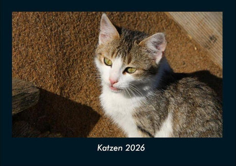 Katzen 2026 Fotokalender DIN A4