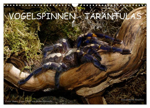 Vogelspinnen - Tarantulas (Wandkalender 2026 DIN A3 quer), CALVENDO Monatskalender