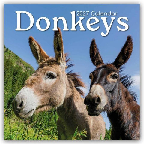 Donkeys – Esel 2027 – 16-Monatskalender