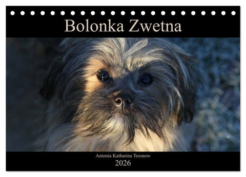 Bolonka Zwetna 2026 (Tischkalender 2026 DIN A5 quer), CALVENDO Monatskalender