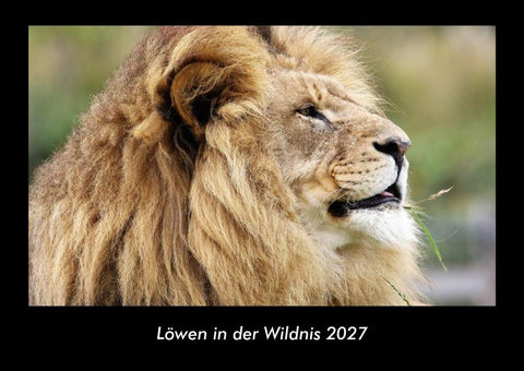 Löwen in der Wildnis 2027 Fotokalender DIN A3