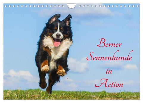 Berner Sennenhunde in Action (Wandkalender 2026 DIN A4 quer), CALVENDO Monatskalender