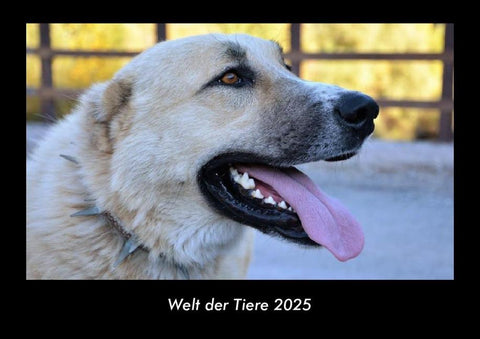 Welt der Tiere 2025 Fotokalender DIN A3